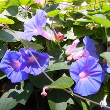 Схема вышивки «вьюнок»