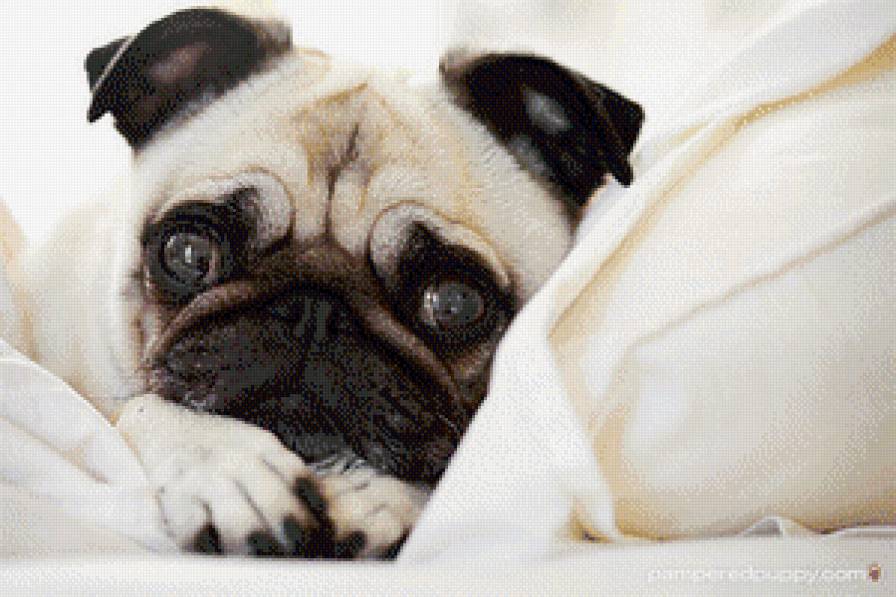 Мопсик - мопс, мопсик. щенок мопса - предпросмотр