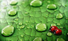 капля - оригинал