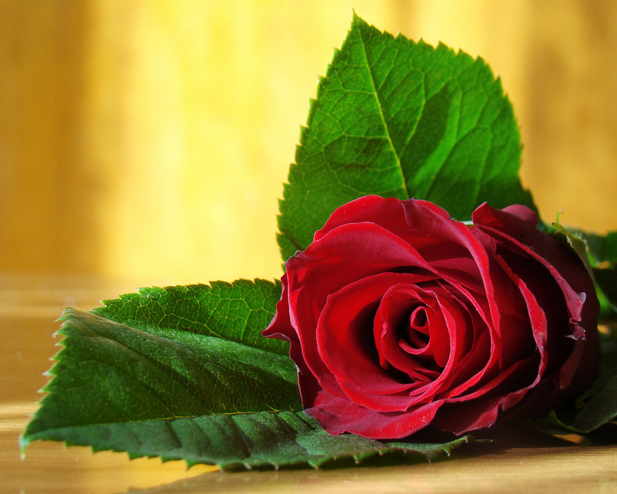 с любовью... - роза, цветок - оригинал