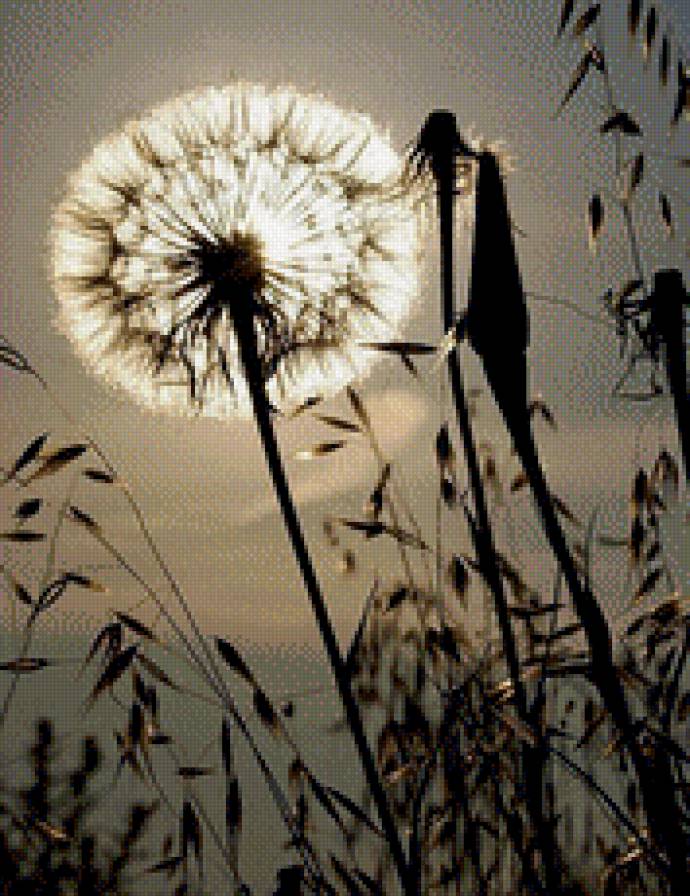 одуванчик - природа, одуванчик, вечер, растения - предпросмотр