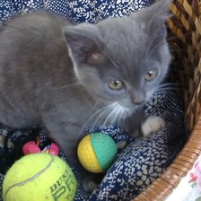 Схема вышивки «My kitten»