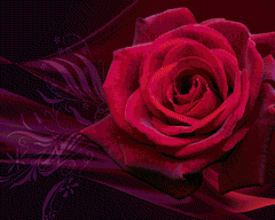 роза - монохром, цветок - предпросмотр