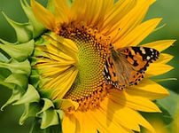 подсолнух - оригинал