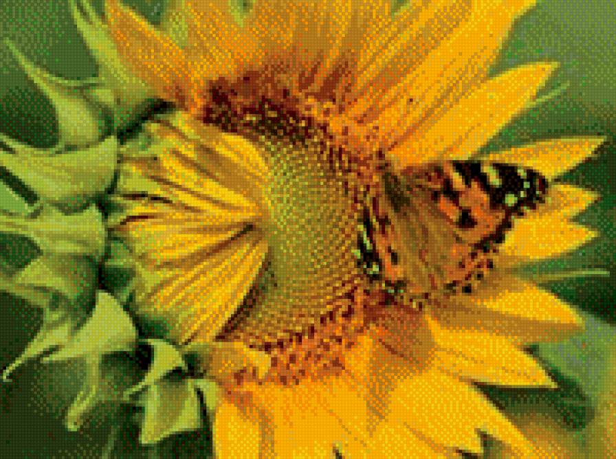 подсолнух - предпросмотр