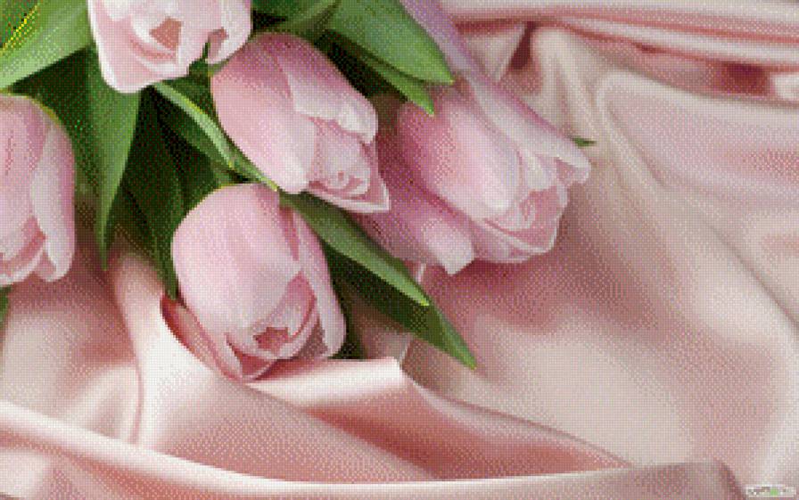 розовые тюльпаны - букет, тюльпаны, цветы - предпросмотр