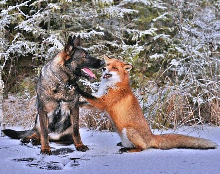 встреча друзей - животные - оригинал