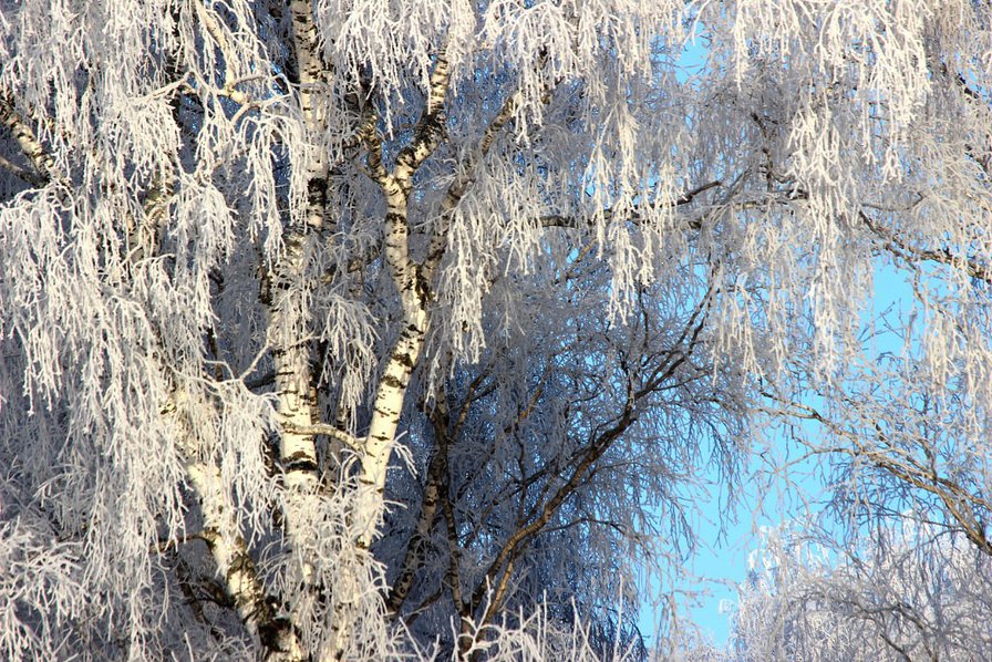 белая берёза под моим окном. - природа - оригинал