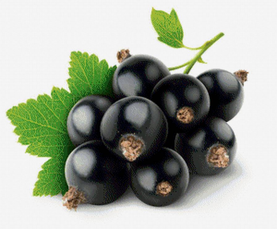 чёрная смородина - предпросмотр