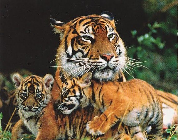 №780351 - оригинал