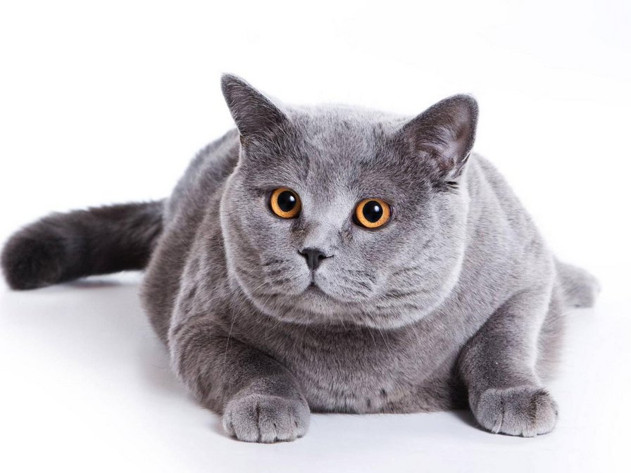 Британец - животные, кот, кошки - оригинал