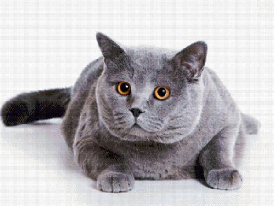 Британец - кот, кошки, животные - предпросмотр
