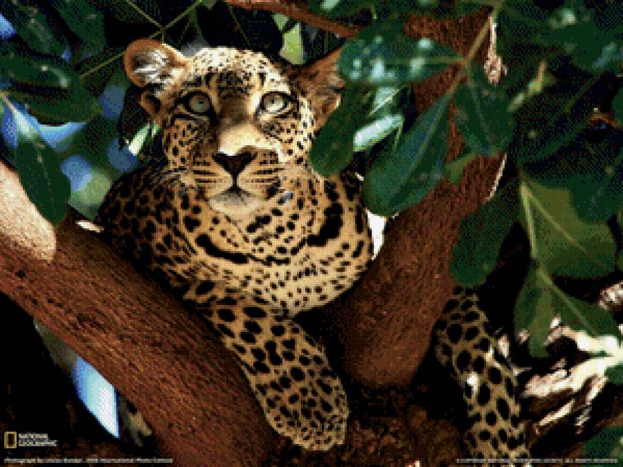 Леопард на дереве - животные, кот, большие кошки, леопард - предпросмотр