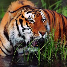 Тигр1