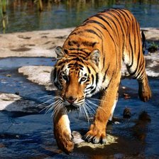 Тигр2