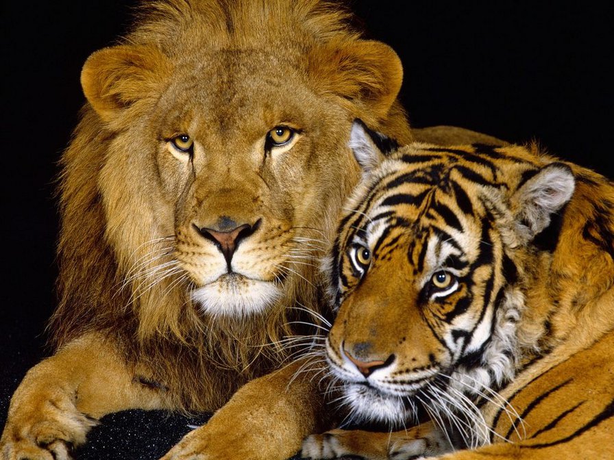 Лев и тигр - кот, большие кошки, тигр, животные, лев - оригинал