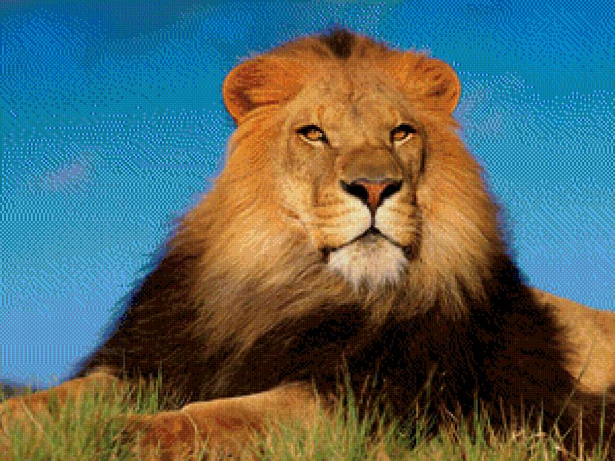 Царь зверей - животные, кот, лев, большие кошки - предпросмотр