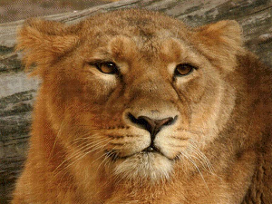 Львица - львица, животные, большие кошки, кот - предпросмотр