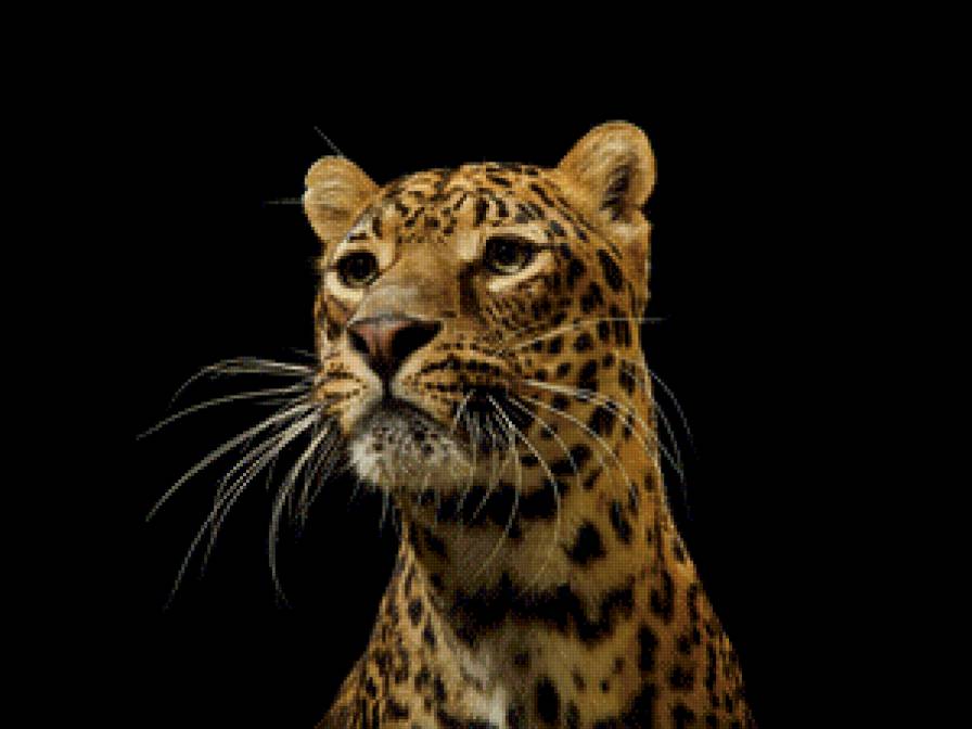 леопард1 - большие кошки, кот, леопард, животные - предпросмотр