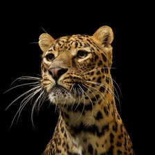 леопард1