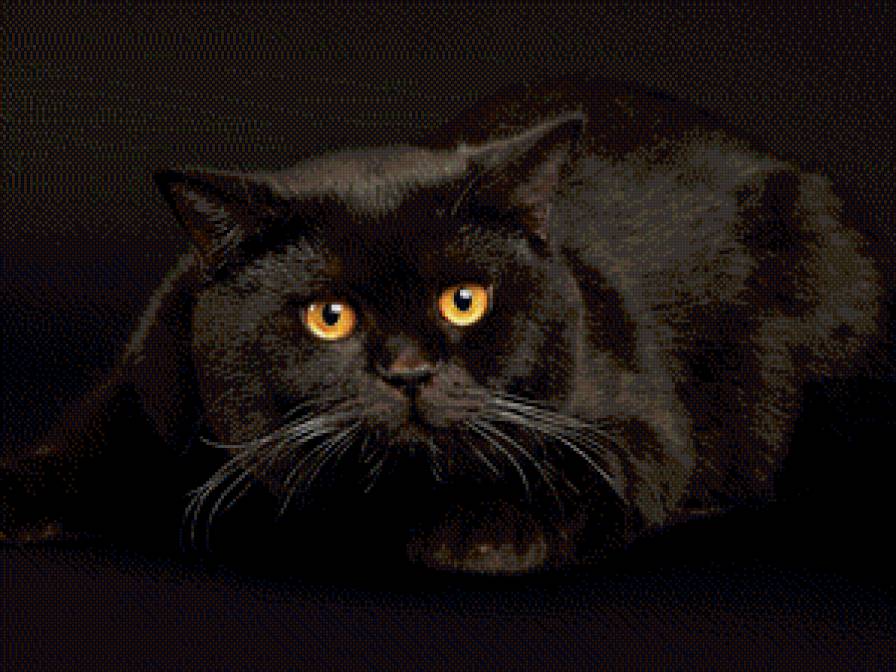 Черный кот - кошки, кот, животные - предпросмотр