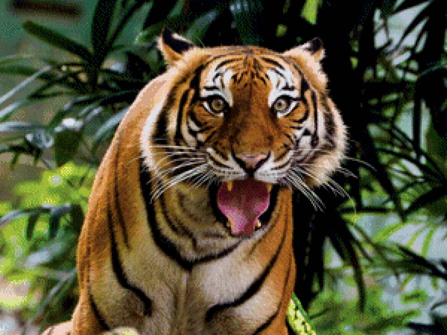тигр3 - животные, тигр, кот, большие кошки - предпросмотр