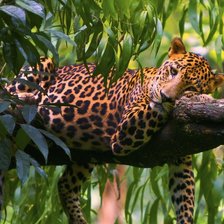 Леопард на дереве1
