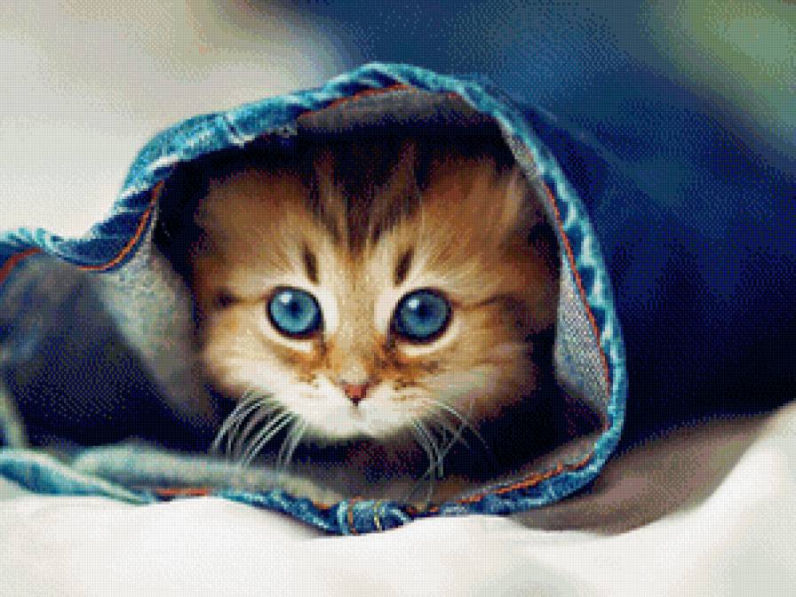 котенок - животные, кот, кошки - предпросмотр