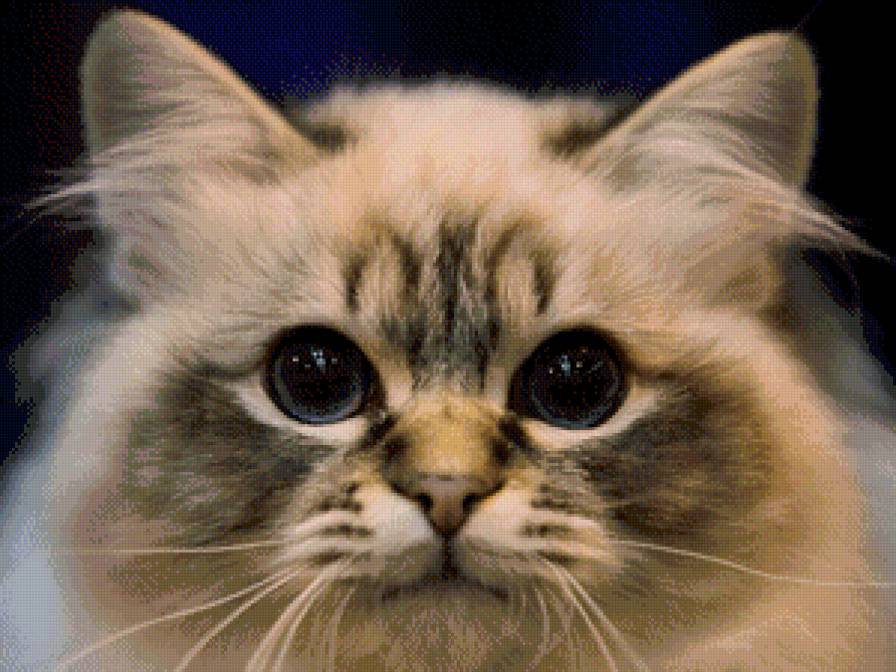 Котик - кошки, кот, животные - предпросмотр