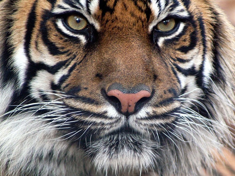 тигр5 - животные, тигр, большие кошки, кот - оригинал