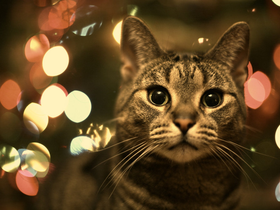 котик в огнях - животные, кошки, кот - оригинал