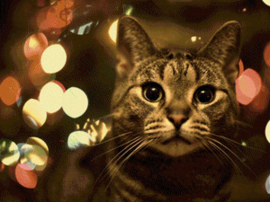 котик в огнях - кошки, животные, кот - предпросмотр