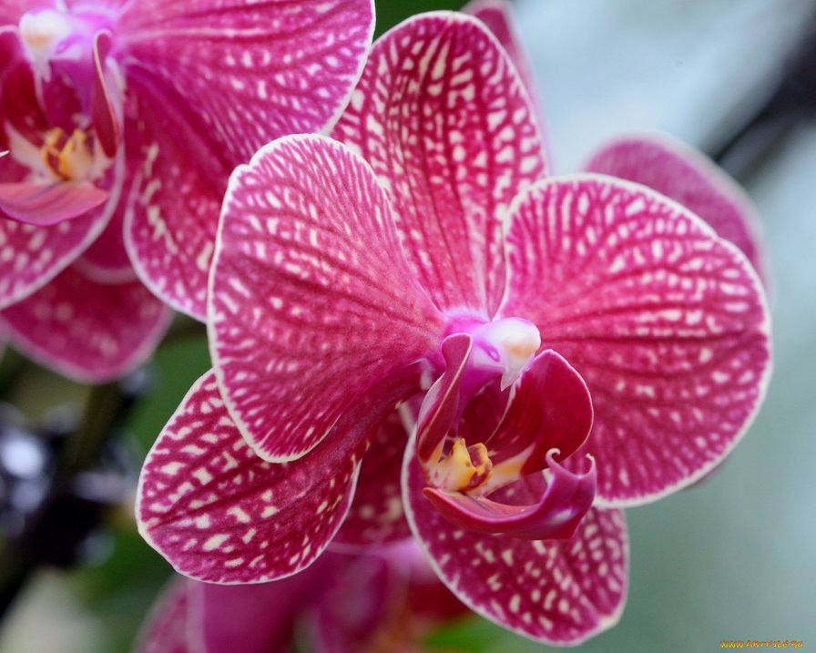 Орхидея - цветы, орхидея - оригинал