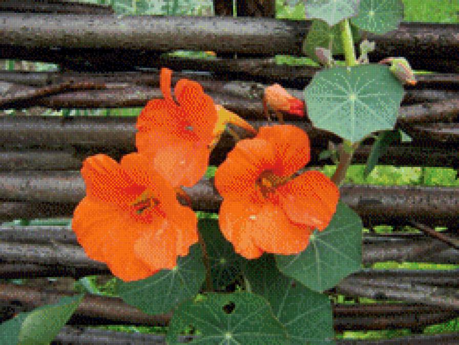 настурция - предпросмотр