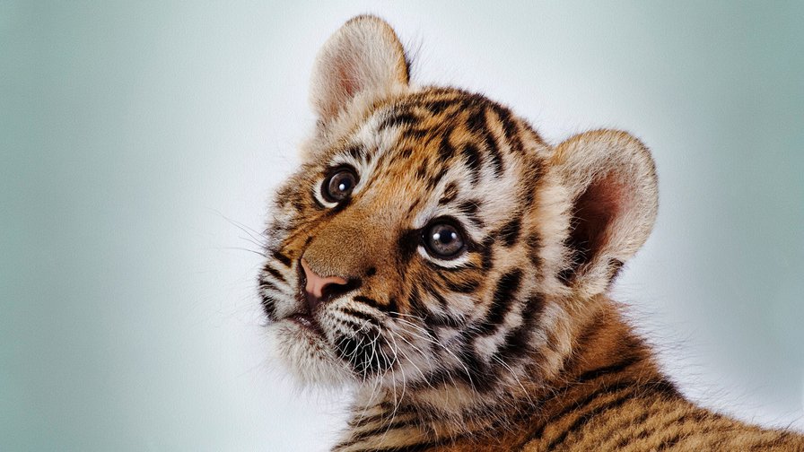 тигрёнок - оригинал