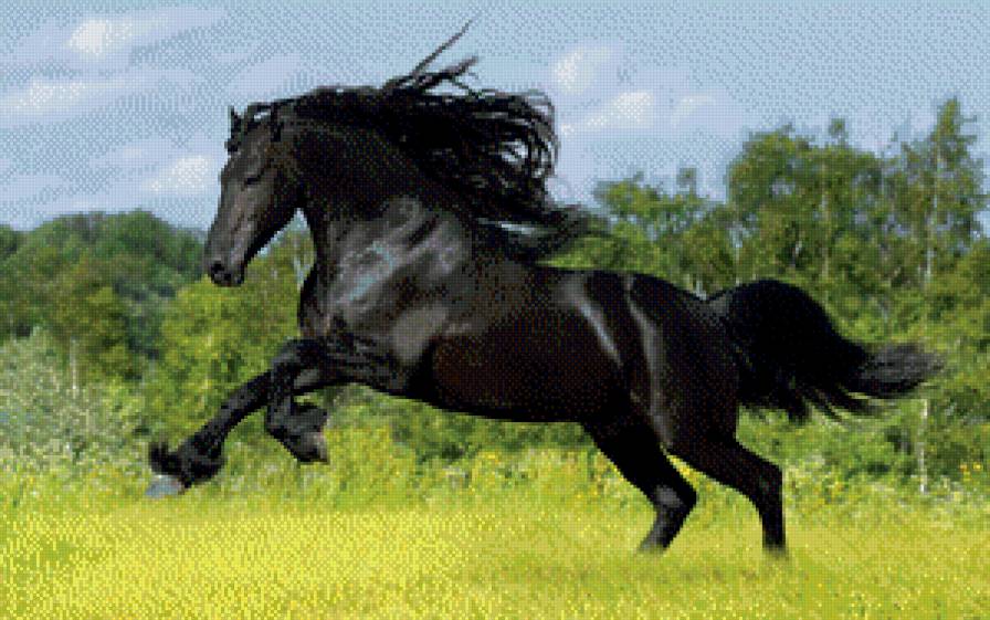 черный красавец - предпросмотр