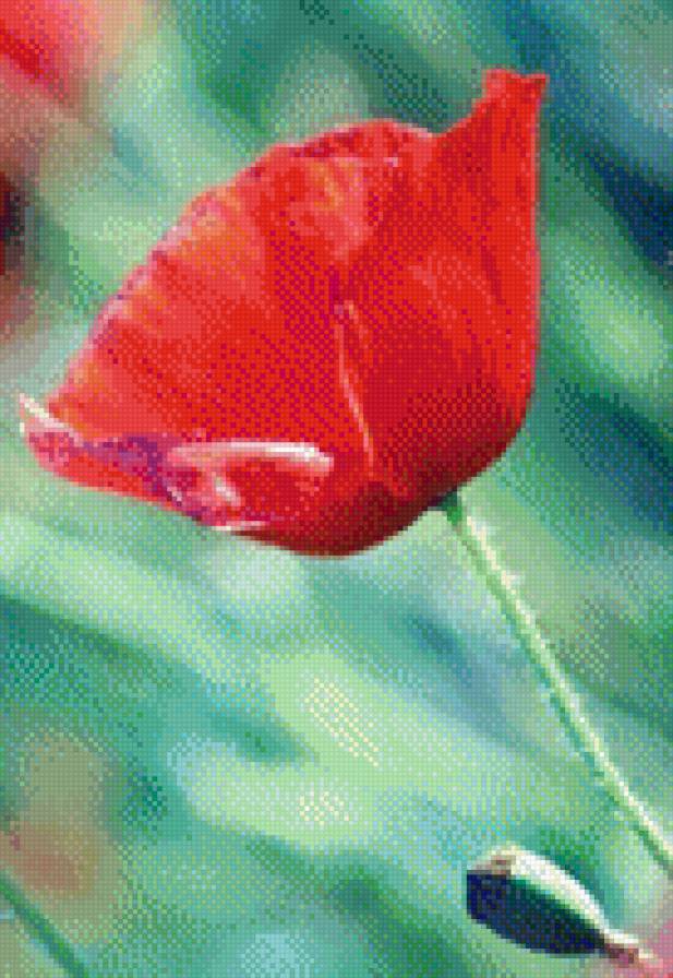 маки - цветы, маки - предпросмотр