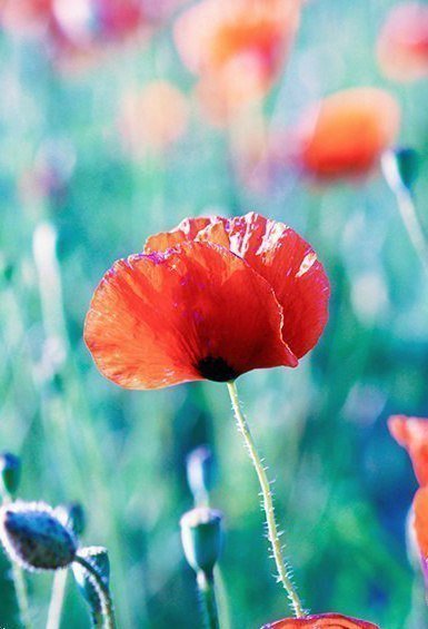 маки 2 - маки, цветы - оригинал