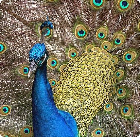 Павлин - павлины, птицы - оригинал