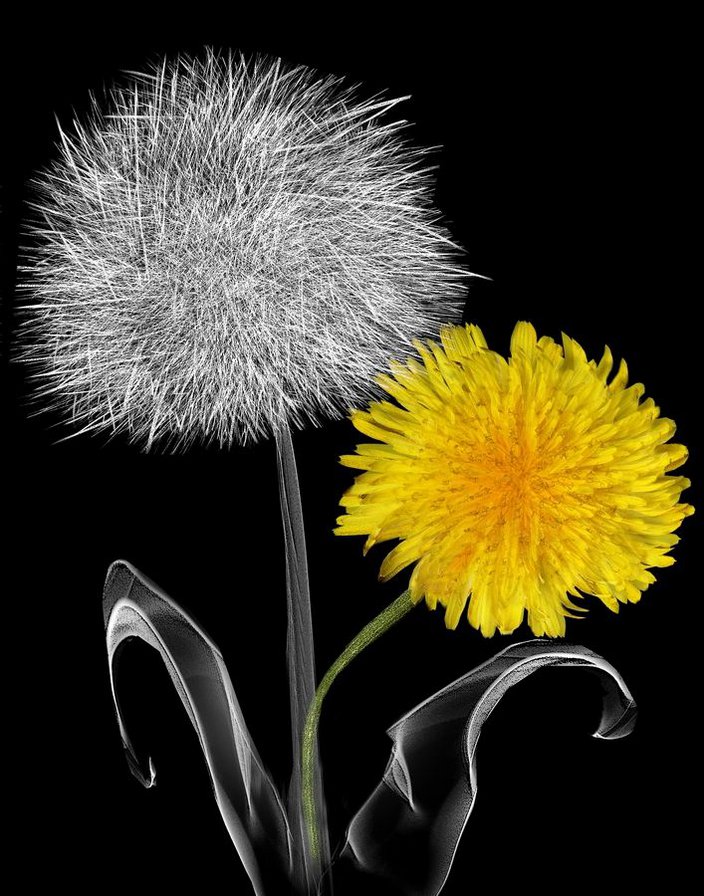 Diente de Leon - оригинал