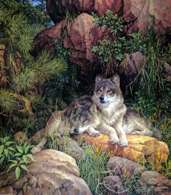 на отдыхе - волк, дикие животные - оригинал