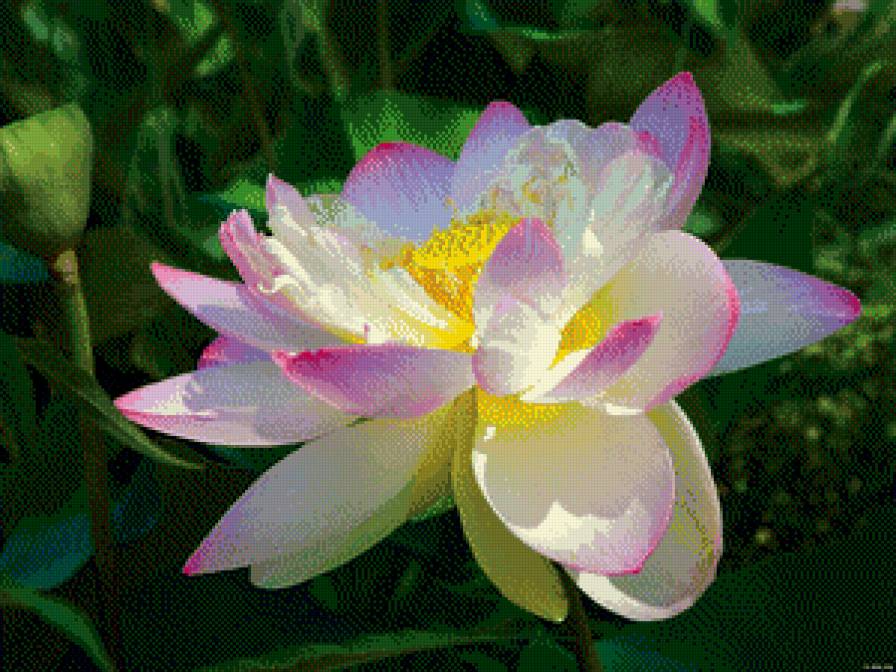 №781517 - цветы - предпросмотр