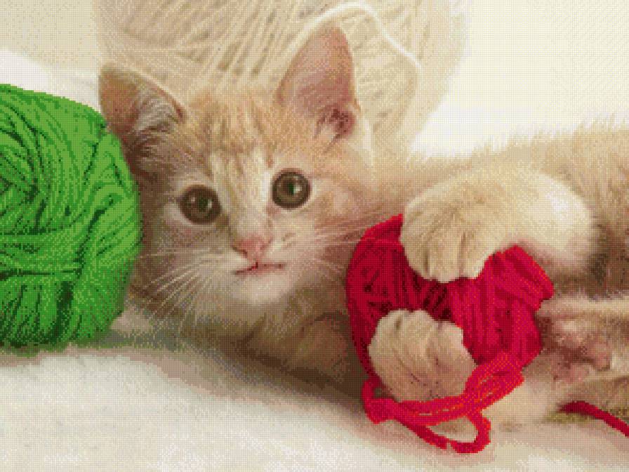 №781533 - котики - предпросмотр