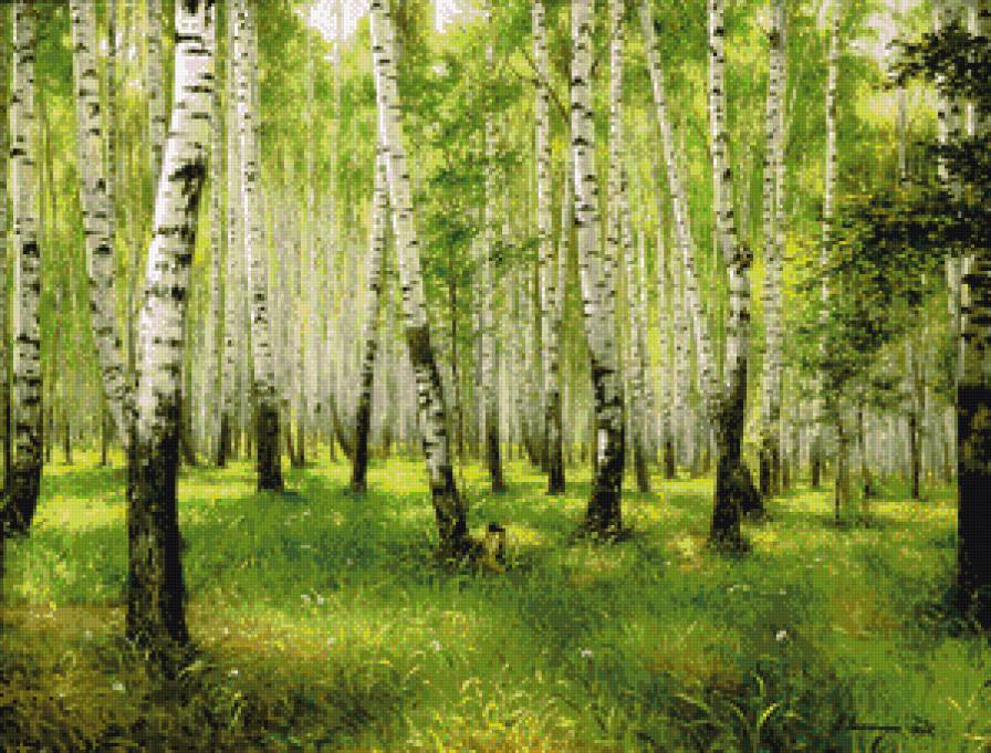 березовая роща - пейзаж, березы, лето, лес - предпросмотр