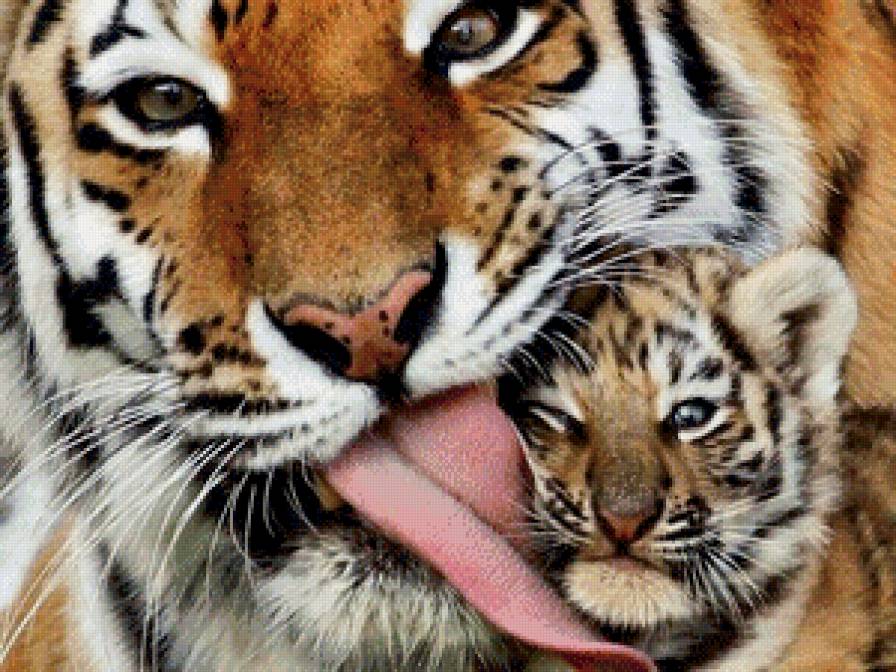 нежность - тигр, животные - предпросмотр