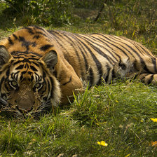 Схема вышивки «Тигрррр»