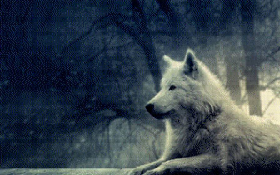 Волк - зима, животные, волк, ночь - предпросмотр