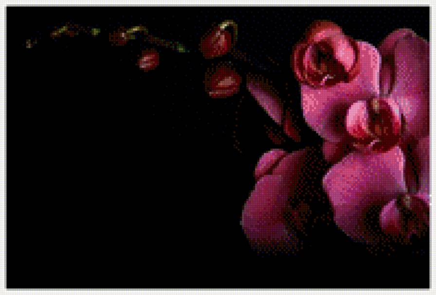 Розовая Орхидея - цветок, розовая орхидея, орхидея - предпросмотр