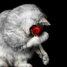Котенок с розой