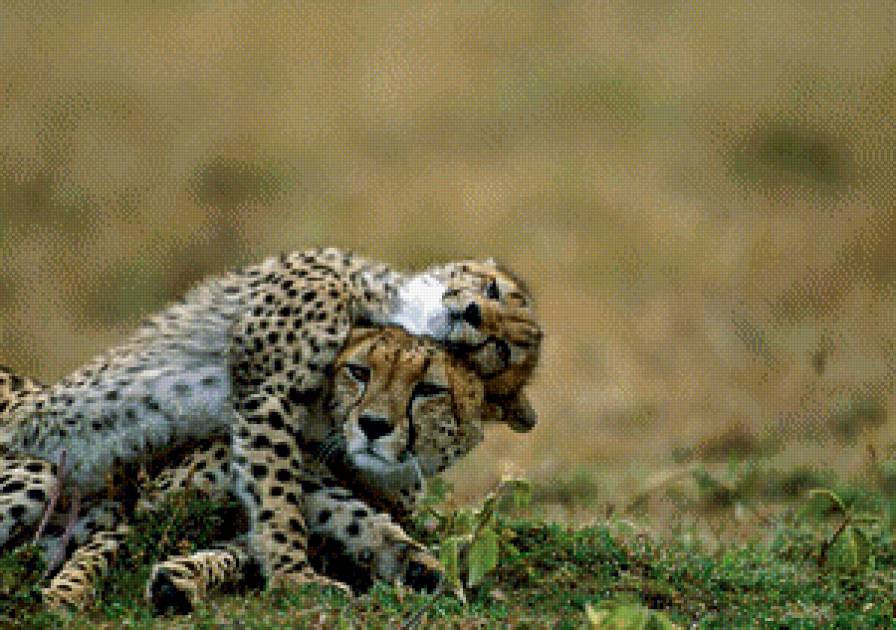 Любовь - хищники, двое, нежность, любовь, животные, леопард - предпросмотр